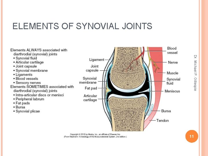 ELEMENTS OF SYNOVIAL JOINTS Dr. Michael P. Gillespie 11 