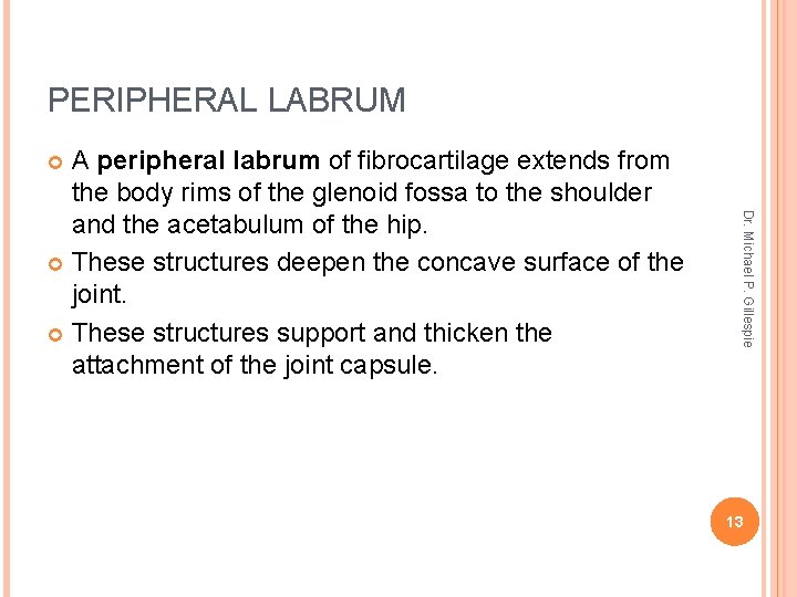 PERIPHERAL LABRUM A peripheral labrum of fibrocartilage extends from the body rims of the