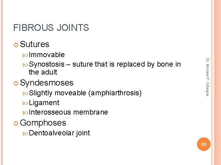 FIBROUS JOINTS Sutures Synostosis the adult – suture that is replaced by bone in