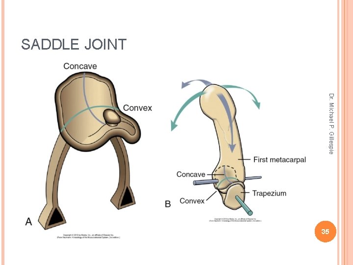 SADDLE JOINT Dr. Michael P. Gillespie 35 