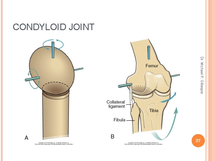 CONDYLOID JOINT Dr. Michael P. Gillespie 37 