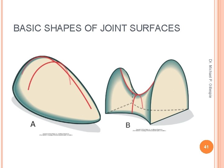 BASIC SHAPES OF JOINT SURFACES Dr. Michael P. Gillespie 41 