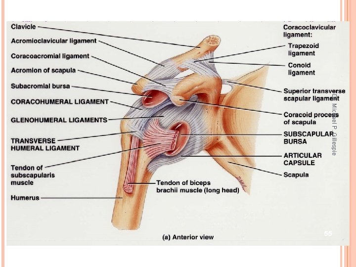 Dr. Michael P. Gillespie 55 