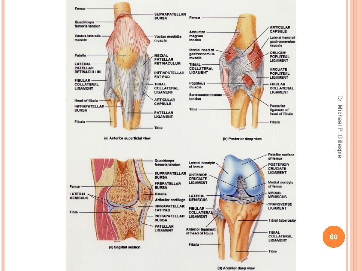 Dr. Michael P. Gillespie 60 