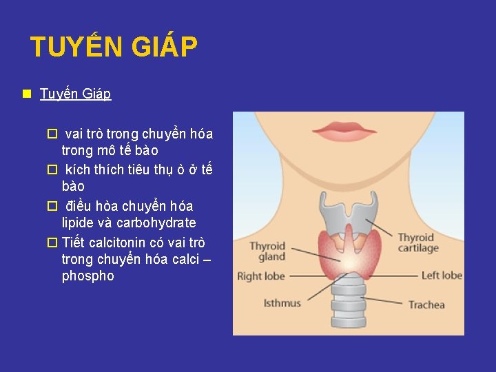 TUYẾN GIÁP n Tuyến Giáp ¨ vai trò trong chuyển hóa trong mô tế