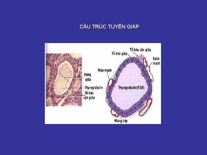 CẤU TRÚC TUYẾN GIÁP 