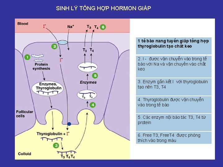 SINH LÝ TỔNG HỢP HORMON GIÁP 1 tế bào nang tuyến giáp tổng hợp