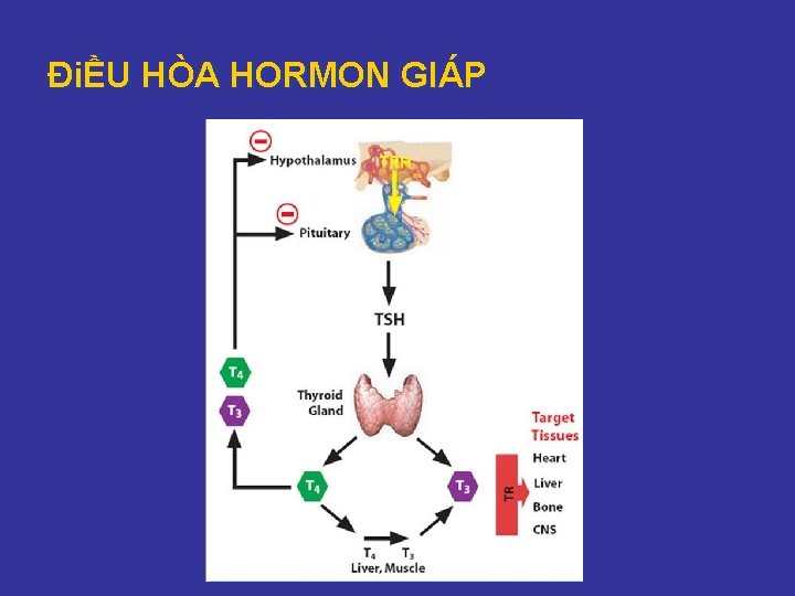 ĐiỀU HÒA HORMON GIÁP 