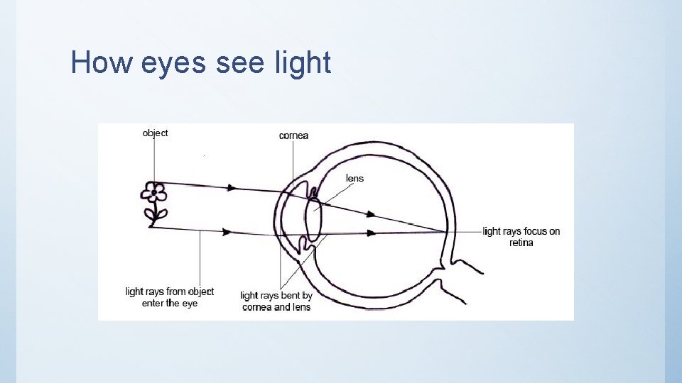 How eyes see light 