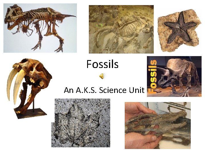 Fossils An A. K. S. Science Unit Fossils An A. K. S. Science Unit