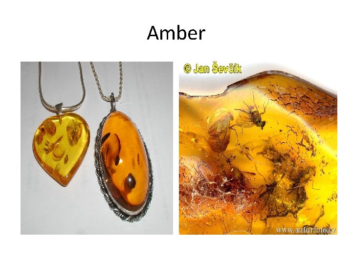 Amber Amber