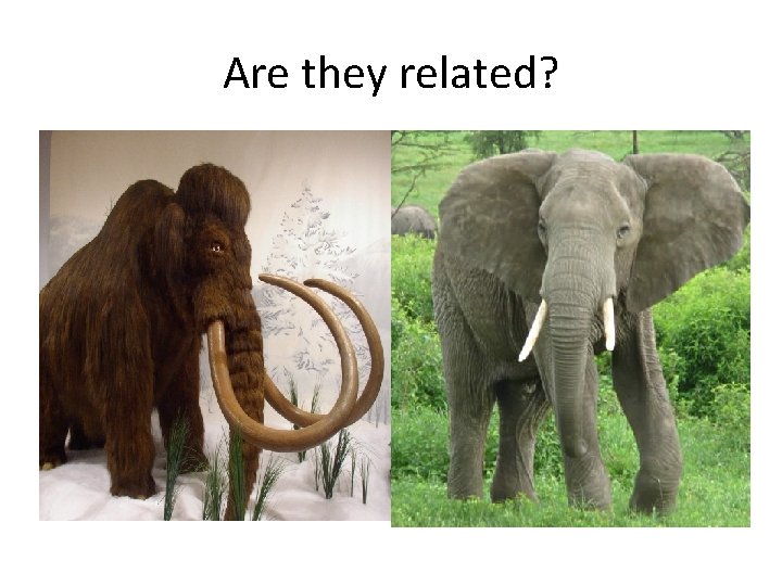 Are they related? Are they related?