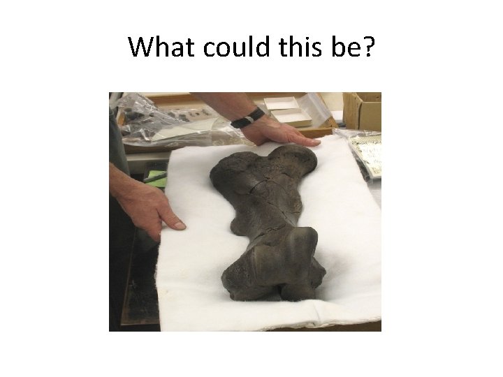 What could this be? What could this be?