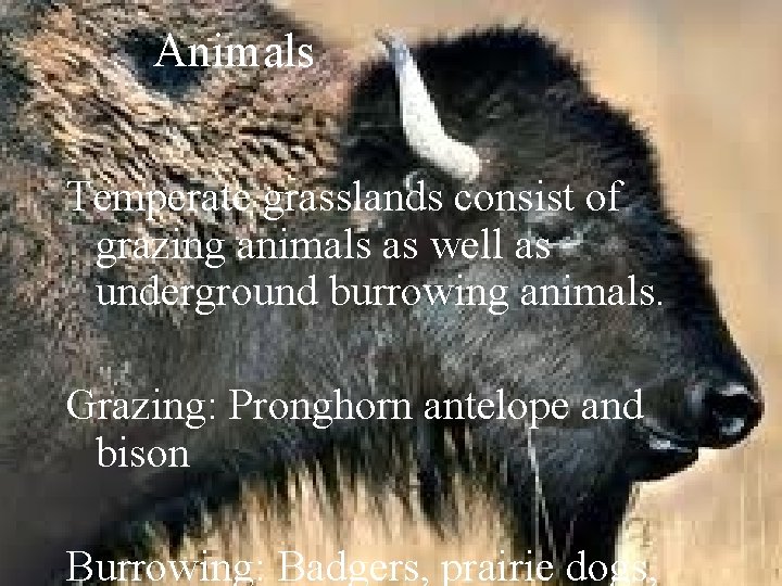 Animals Temperate grasslands consist of grazing animals as well as underground burrowing animals. Grazing: