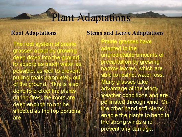 Plant Adaptations Root Adaptations The root system of prairie grasses adapt by growing deep