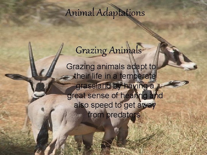 Animal Adaptations Grazing Animals Grazing animals adapt to their life in a temperate grassland