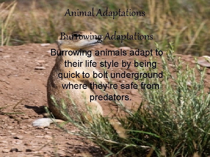 Animal Adaptations Burrowing animals adapt to their life style by being quick to bolt