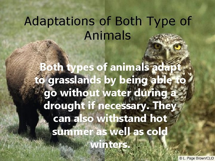 Adaptations of Both Type of Animals Both types of animals adapt to grasslands by