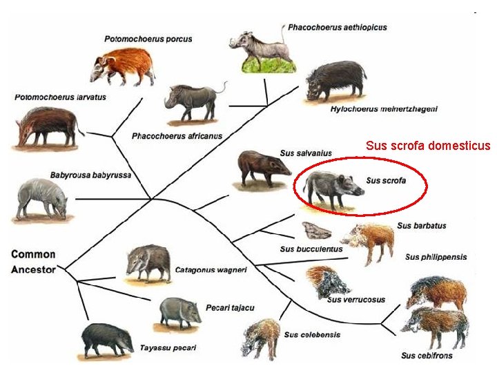 Sus scrofa domesticus 