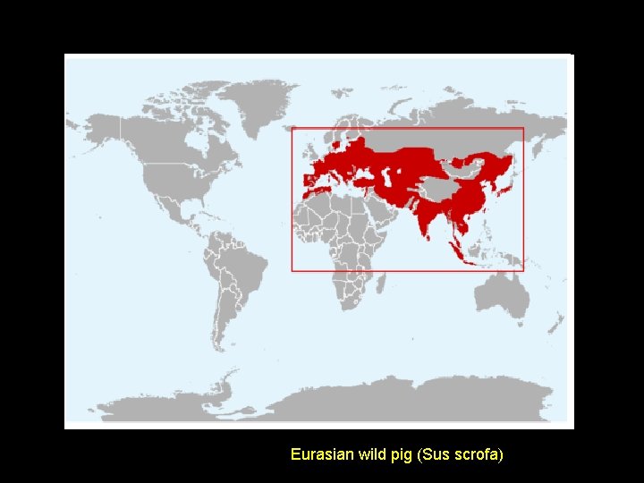 Eurasian wild pig (Sus scrofa) 