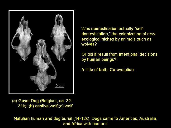 Was domestication actually “selfdomestication, ” the colonization of new ecological niches by animals such