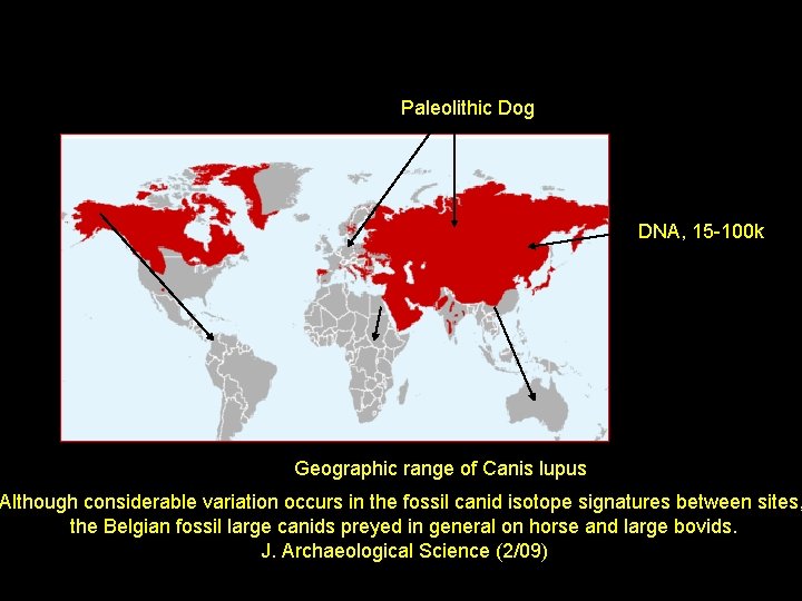 Paleolithic Dog DNA, 15 -100 k Geographic range of Canis lupus Although considerable variation