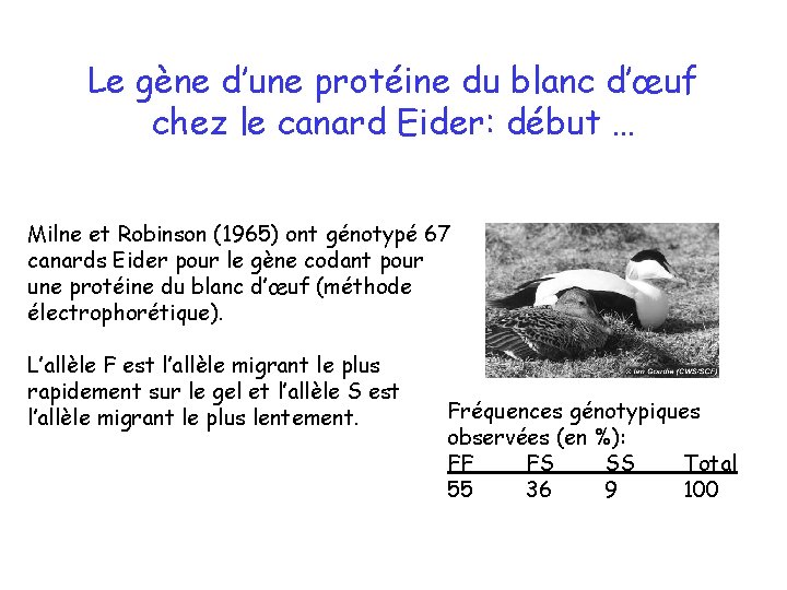 Le gène d’une protéine du blanc d’œuf chez le canard Eider: début … Milne