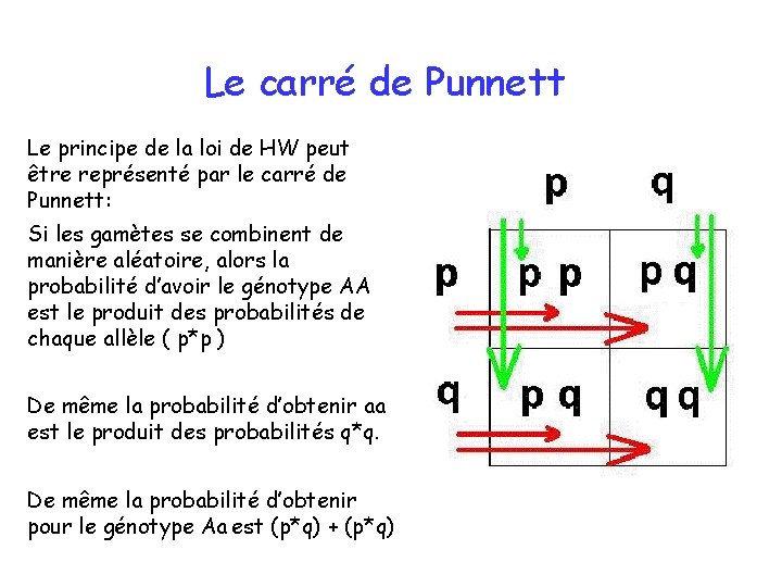 Le carré de Punnett Le principe de la loi de HW peut être représenté