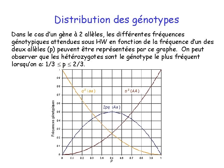 Distribution des génotypes Dans le cas d’un gène à 2 allèles, les différentes fréquences