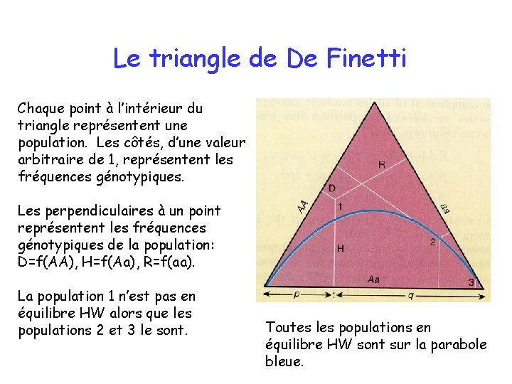 Le triangle de De Finetti Chaque point à l’intérieur du triangle représentent une population.