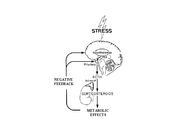 NEGATIVE FEEDBACK METABOLIC EFFECTS 