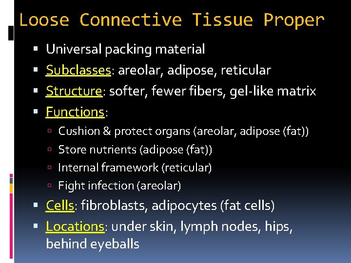 Loose Connective Tissue Proper Universal packing material Subclasses: areolar, adipose, reticular Structure: softer, fewer Loose Connective Tissue Proper Universal packing material Subclasses: areolar, adipose, reticular Structure: softer, fewer