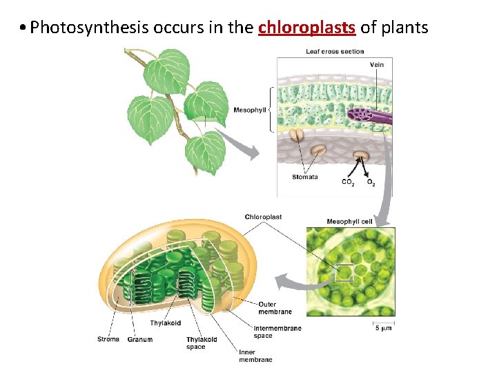  • Photosynthesis occurs in the chloroplasts of plants 