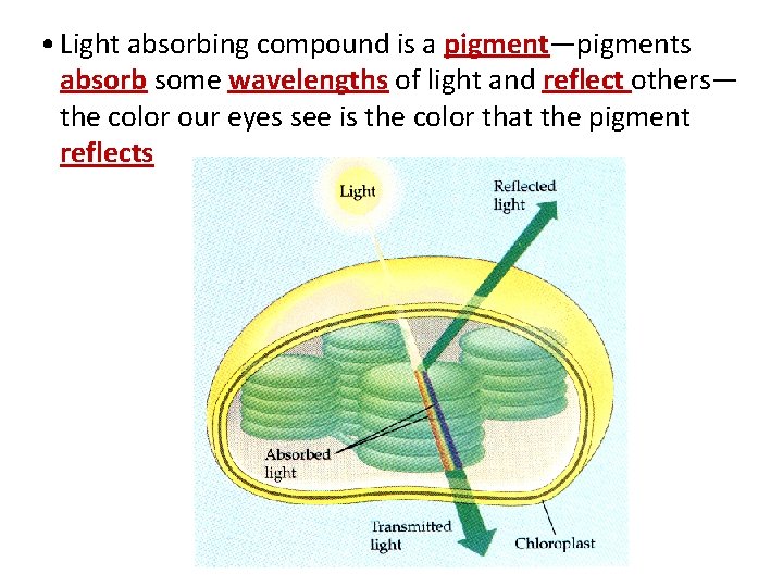 • Light absorbing compound is a pigment—pigments absorb some wavelengths of light and