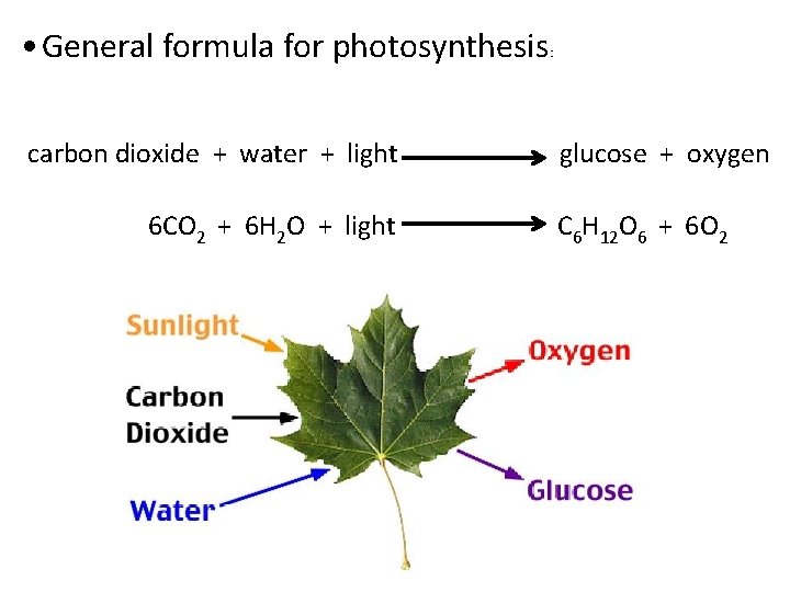  • General formula for photosynthesis carbon dioxide + water + light 6 CO