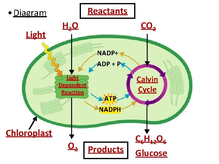 Reactants • Diagram Light H 2 O CO 2 NADP+ ADP + P Light