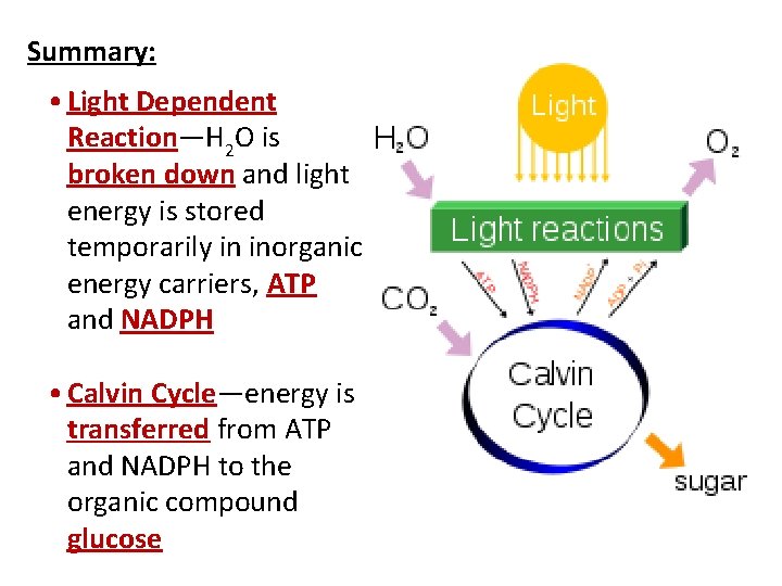 Summary: • Light Dependent Reaction—H 2 O is broken down and light energy is