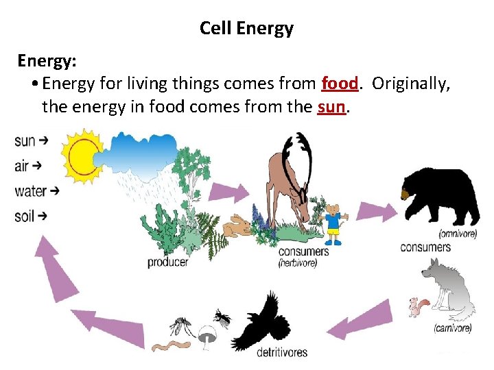Cell Energy: • Energy for living things comes from food. Originally, the energy in