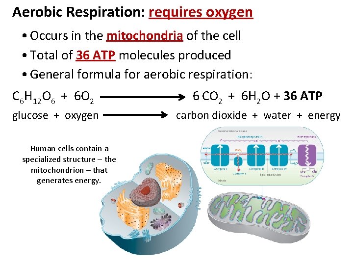 Aerobic Respiration: requires oxygen • Occurs in the mitochondria of the cell • Total