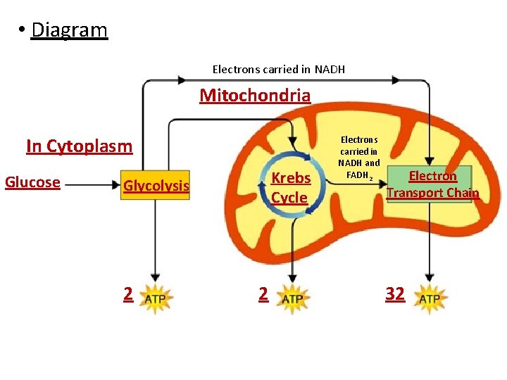  • Diagram Electrons carried in NADH Mitochondria In Cytoplasm Glucose Krebs Cycle Glycolysis