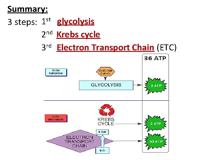 Summary: st glycolysis 1 3 steps: 2 nd Krebs cycle 3 rd Electron Transport