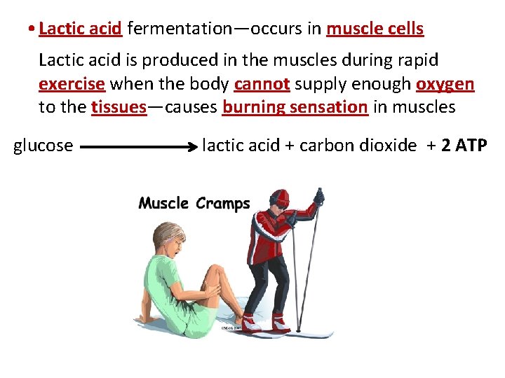  • Lactic acid fermentation—occurs in muscle cells Lactic acid is produced in the