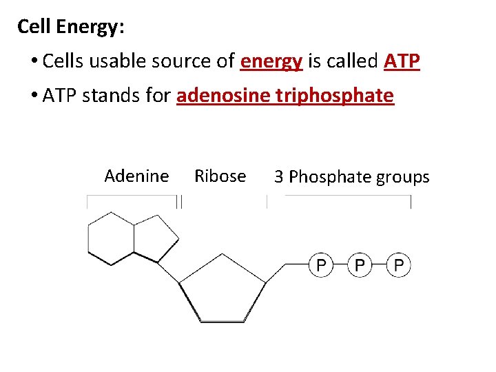 Cell Energy: • Cells usable source of energy is called ATP • ATP stands