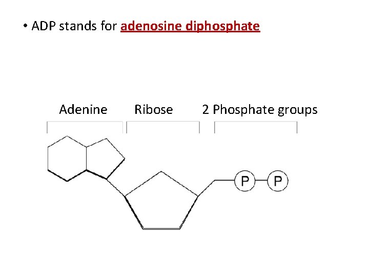  • ADP stands for adenosine diphosphate Adenine Ribose 2 Phosphate groups 