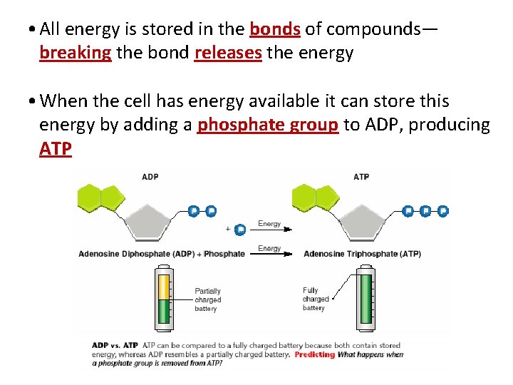  • All energy is stored in the bonds of compounds— breaking the bond