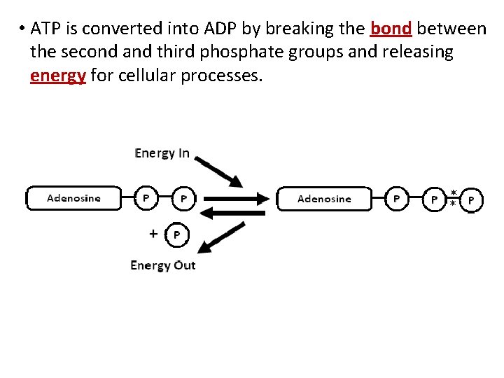  • ATP is converted into ADP by breaking the bond between the second