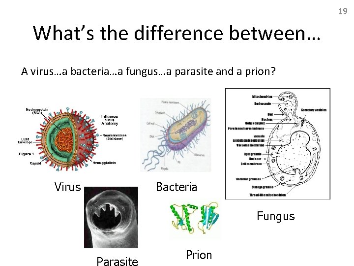 19 What’s the difference between… A virus…a bacteria…a fungus…a parasite and a prion? Virus