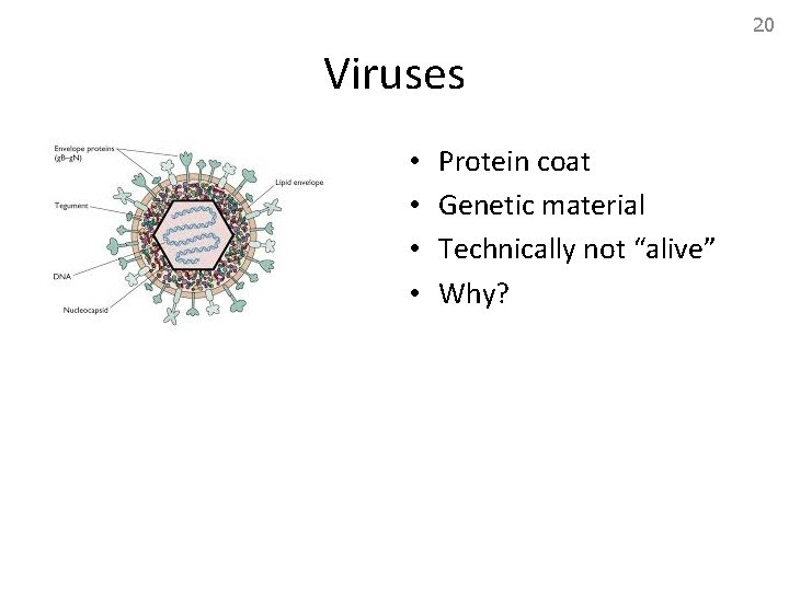 20 Viruses • • Protein coat Genetic material Technically not “alive” Why? 