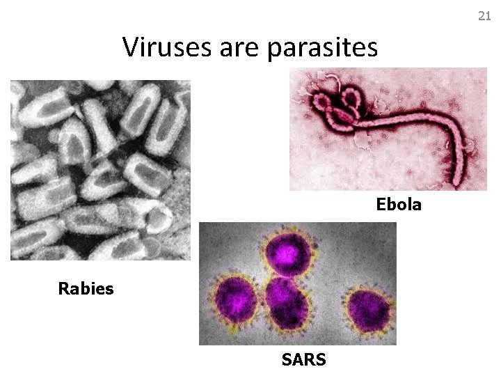 21 Viruses are parasites Ebola Rabies SARS 