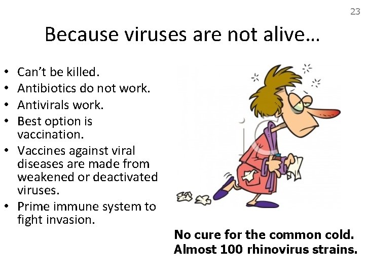 23 Because viruses are not alive… Can’t be killed. Antibiotics do not work. Antivirals